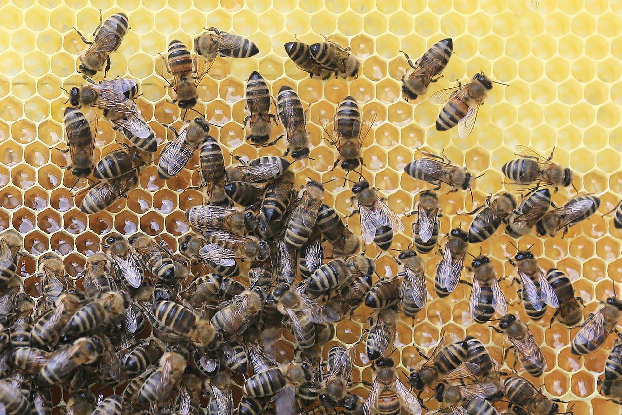 bees, honeycomb, beekeeper-2438361.jpg